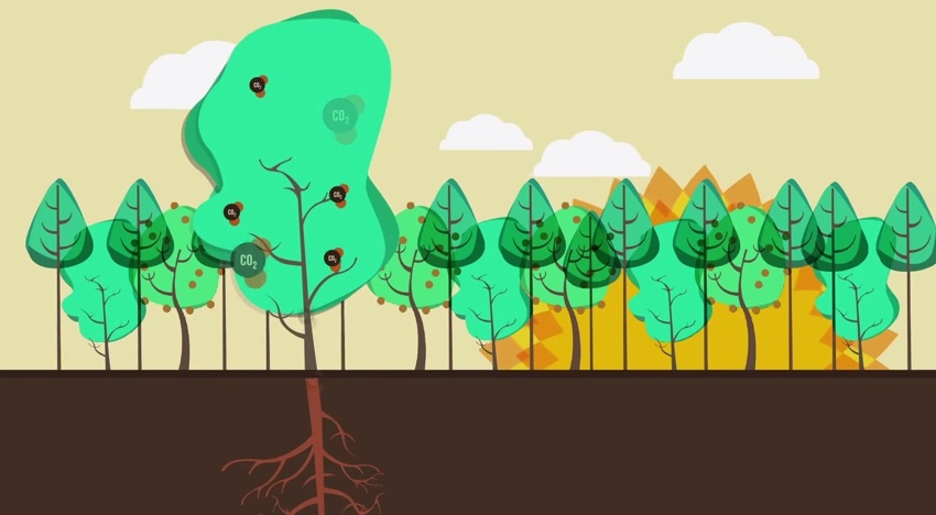 Conociendo el carbono en los bosques