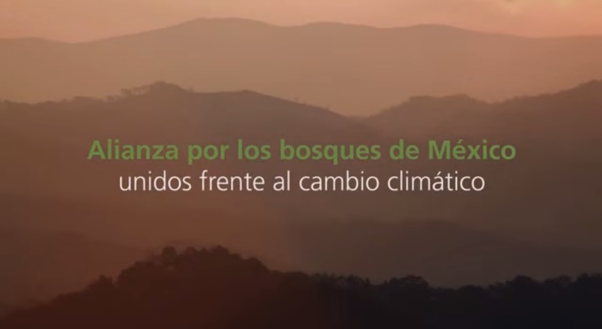 Juntos por los bosques ante el cambio climático: ¿Sabes quién es y qué hace la Alianza México REDD+?