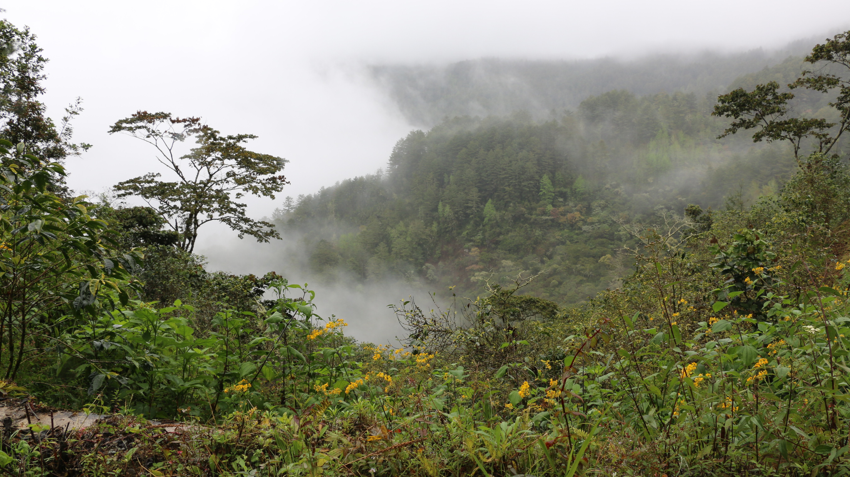 10 años de negociación para frenar el cambio climático y  la deforestación cierran exitosamente