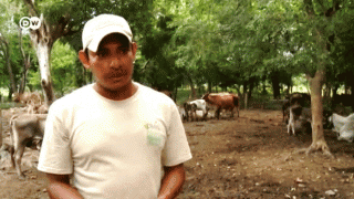 ganadero